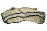 Mammoth Molar Slice With Case - South Carolina #106499-1